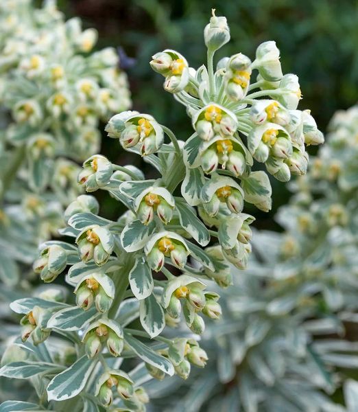 Euphorbia 'Silver Swan'
